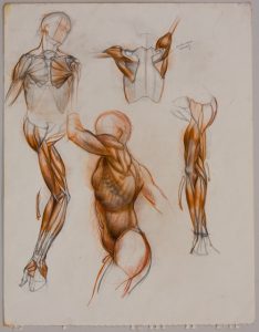 Now Available For the First Time: Sabin Howard Anatomical Drawing Prints