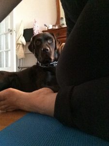 Yoga With Dogs